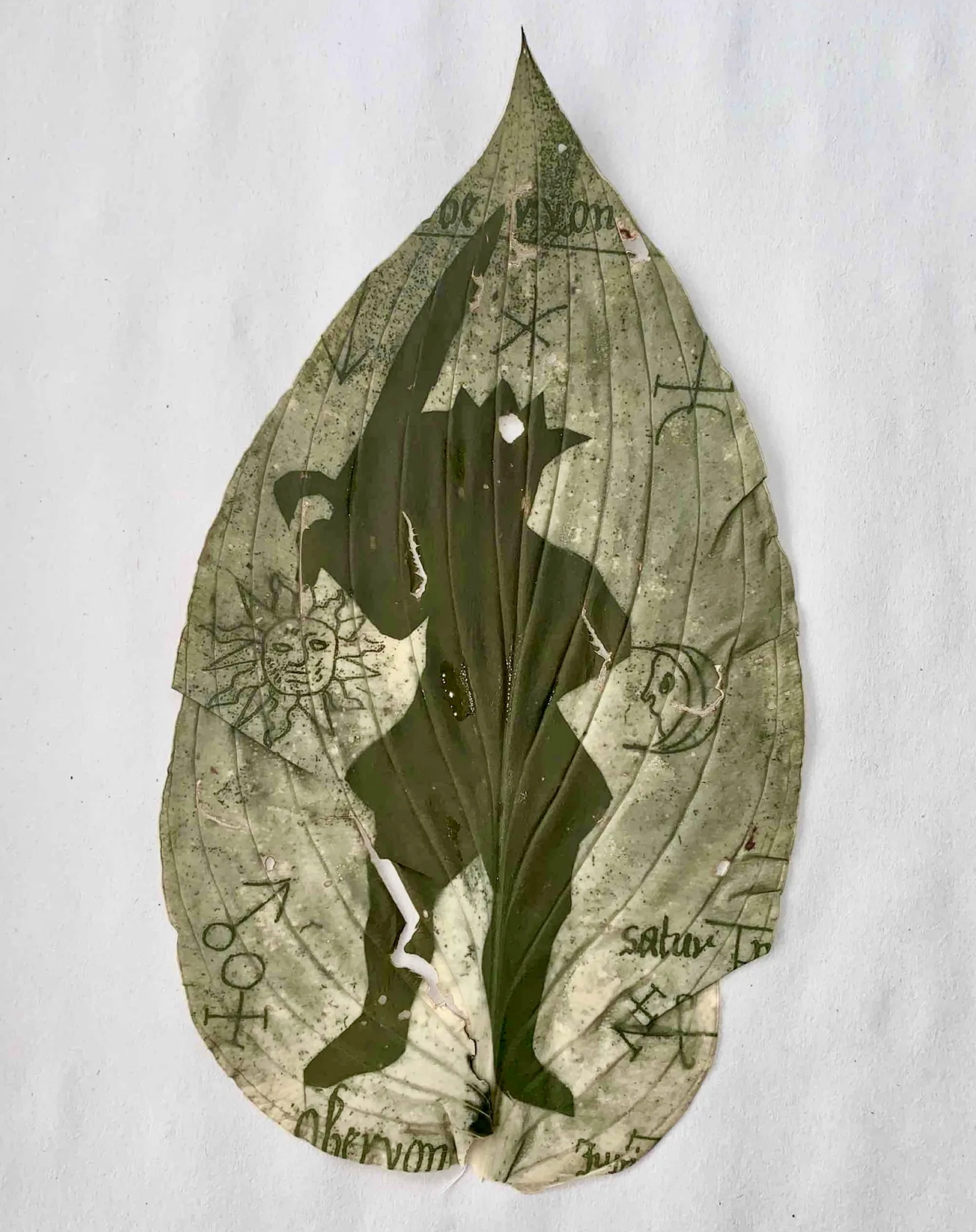 Chlorophyll Leaf Print - Hosta King by Alexander D'Agostino